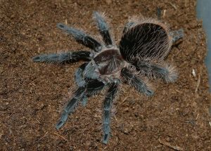 Brachypelma albopilosum